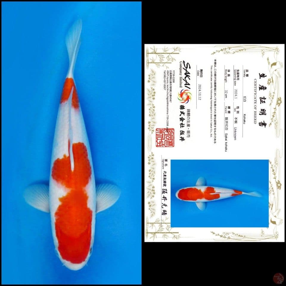 32cm - Kohaku Import