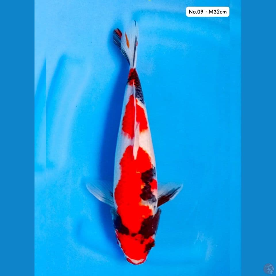 Showa M32cm