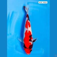 Showa M32cm