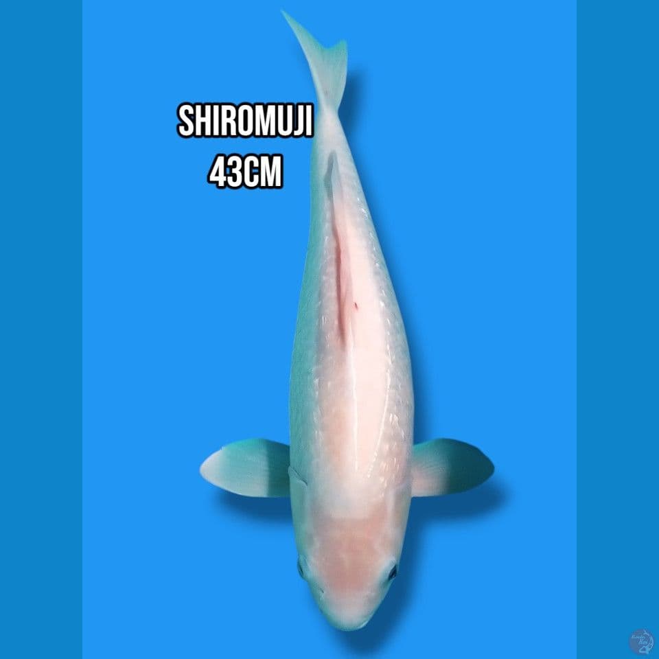 Shiromuji 