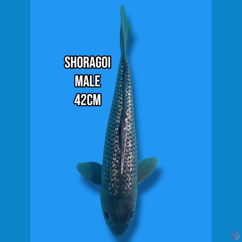 shoragoi