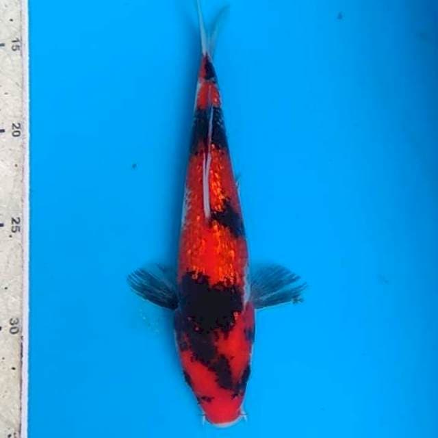 Hi Showa ginrin 22cm