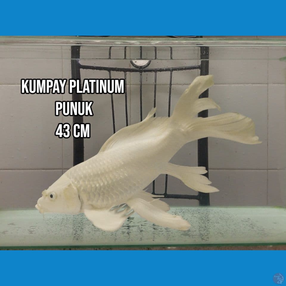 kumpay Platinum Punuk
