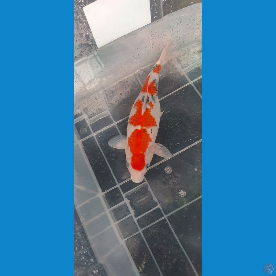 sanke subosumi 35 cm