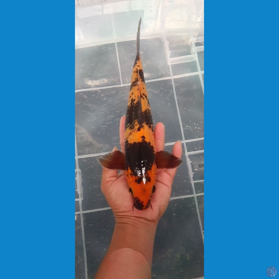 hi utsuri 30cm