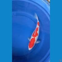 kohaku 3step ori 32cm