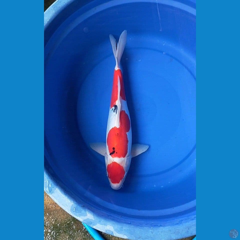 sanke jantan doitsu murni 41cm