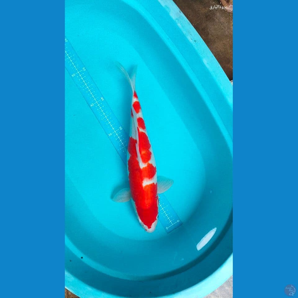 kohaku jumbo 46cm