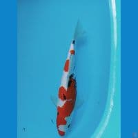 sanky 39cm