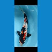 showa 34cm jantan
