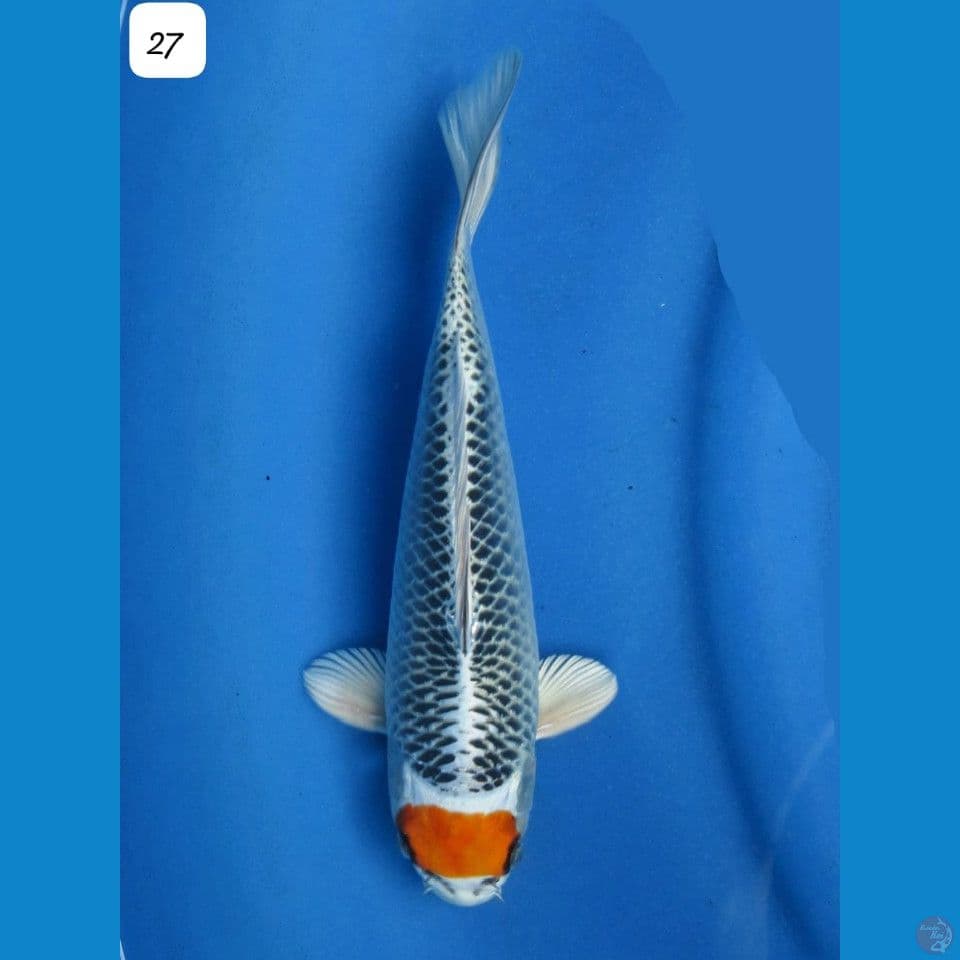27cm Super Koleksi Tancho Kujaku ori