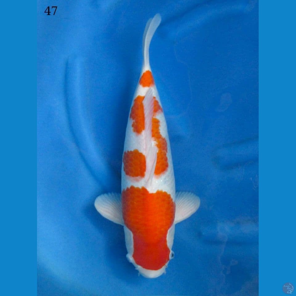 48cm Super Jumbo Kohaku Murni