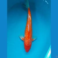 karasi 42cm