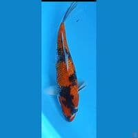 showa 32 cm jantan