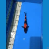 showa 20cm