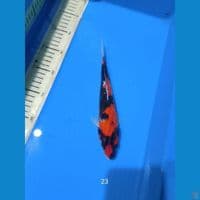 showa 23cm