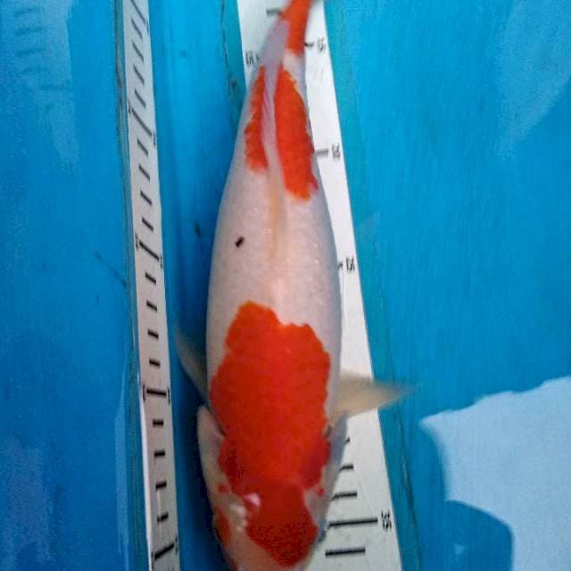 Sandan kohaku