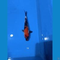 showa 19cm