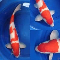 HQ Kohaku 51 cm jantan