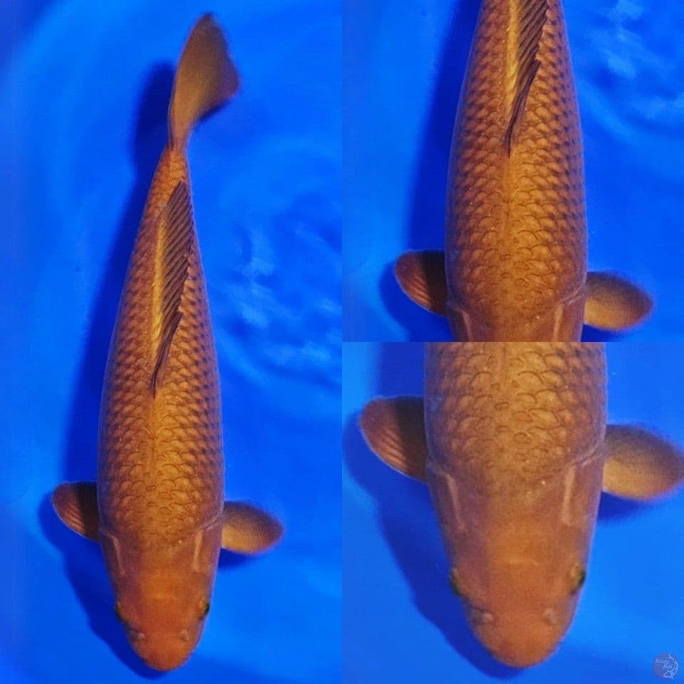 HQ Chagoi size 55 cm jantan