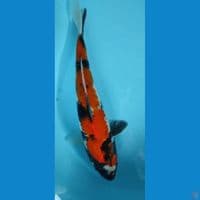 showa 38cm