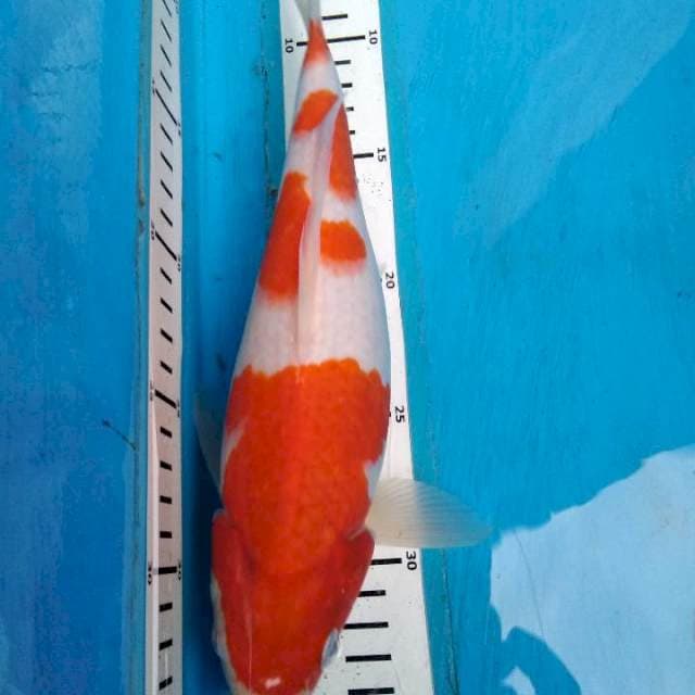 Kohaku mulus