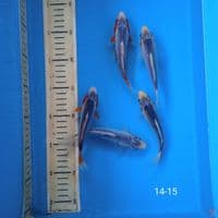asagi 14-15cm
