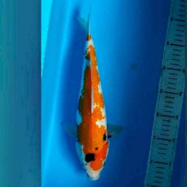 Showa 33cm