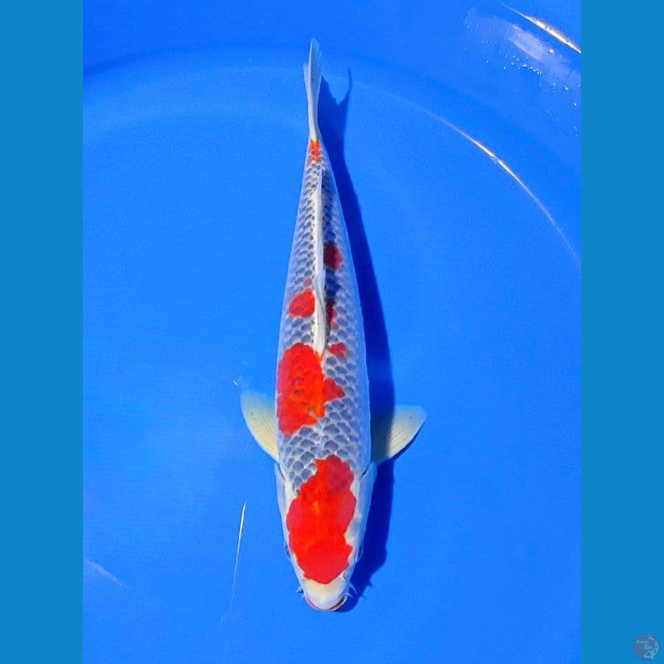 GOSHIKI RACING SUPER RED 38CM
