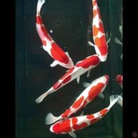 paket kohaku doit 35up 5ekor