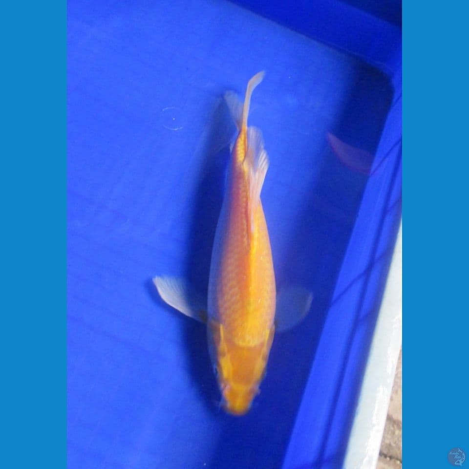 Yamabuki Slayer 27 Cm