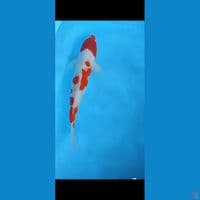 kohaku 35cm