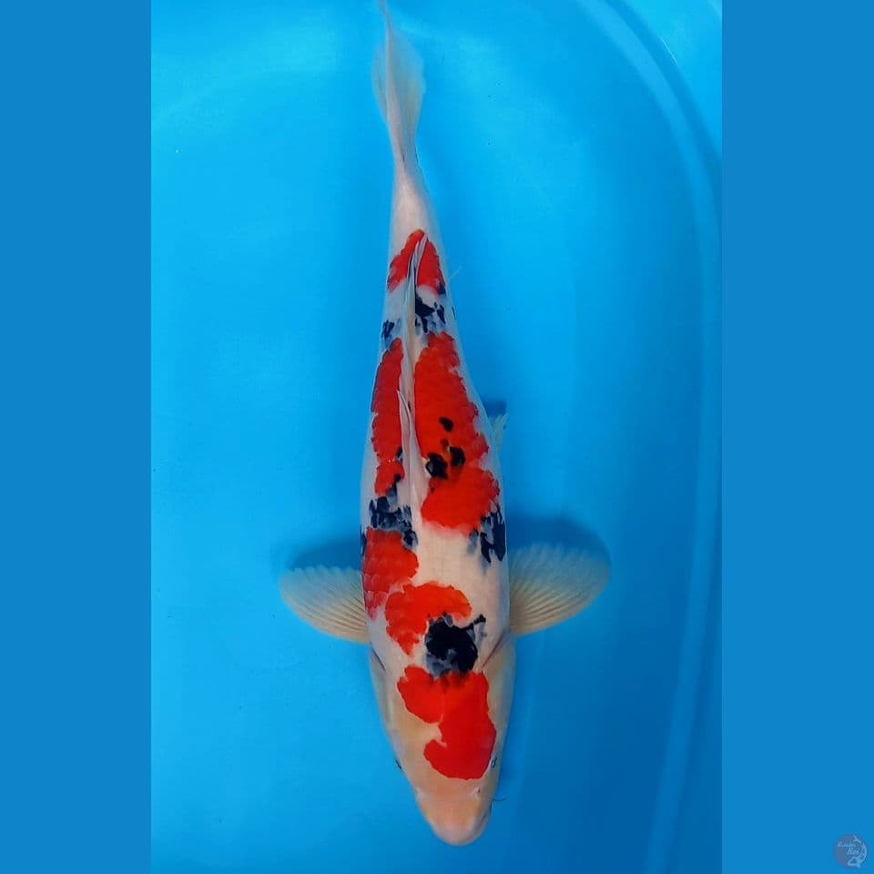 TAISHO SANSHOKU 50CM