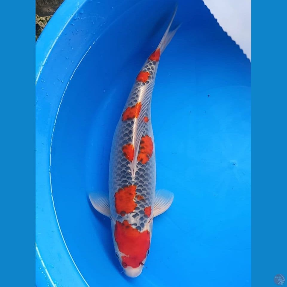 SAKURA GOSHIKI 42CM