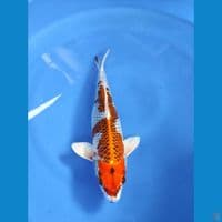 35cm | Female