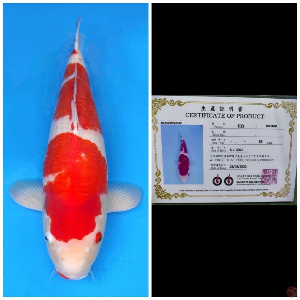 Ogata Kohaku 