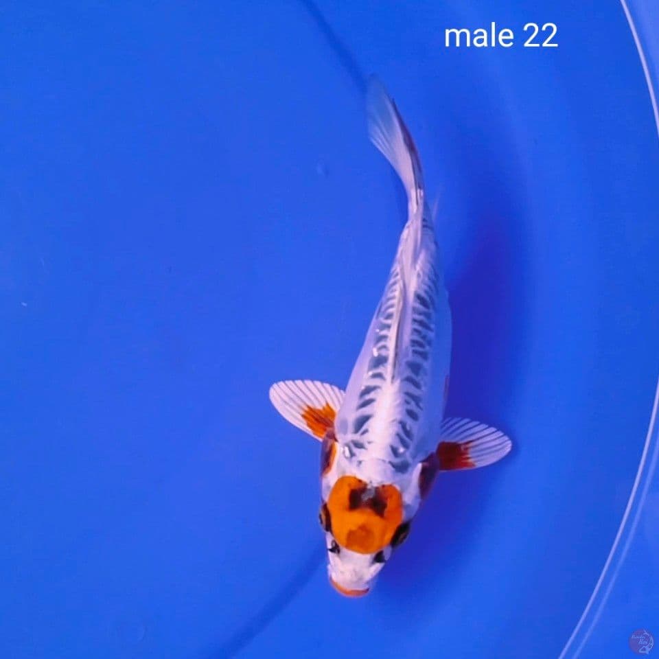sb male 22cm