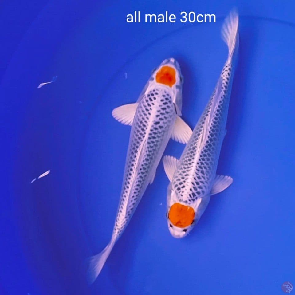 tc kojaku all male 30cm