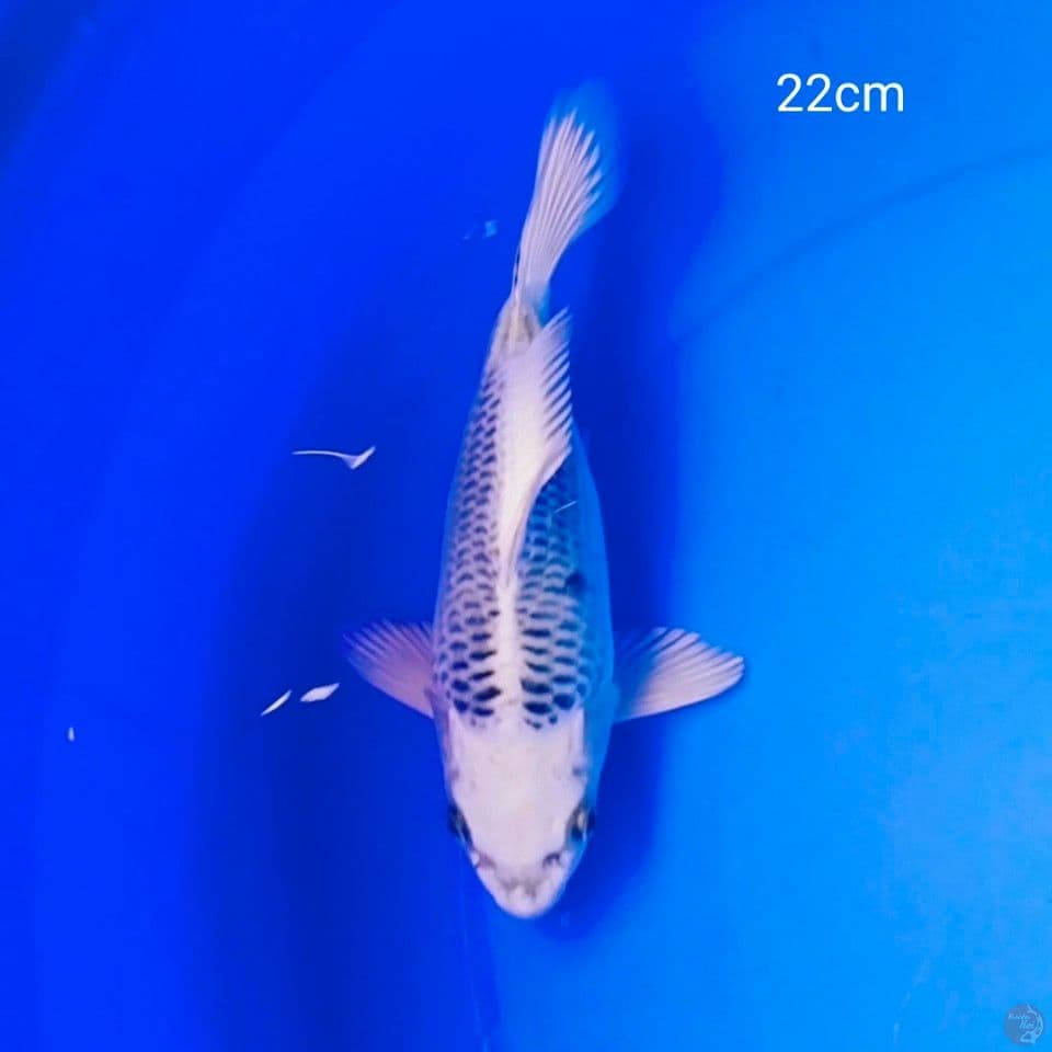sb matsuba 22cm