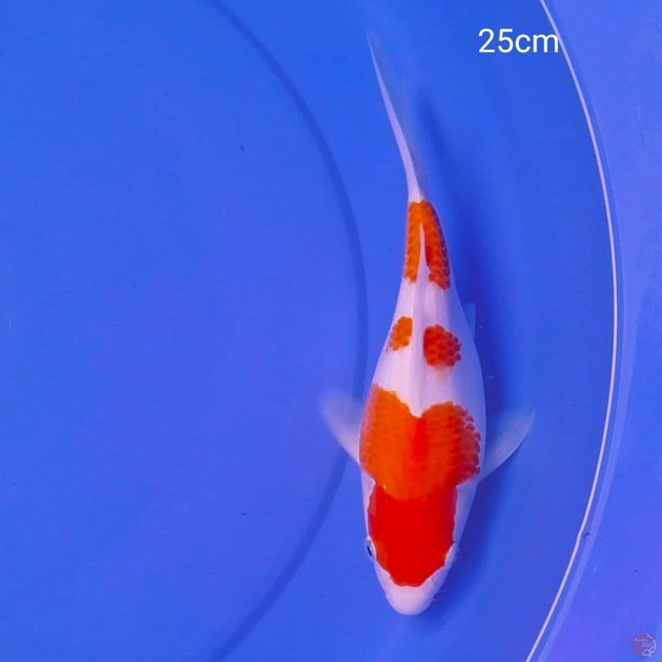 sb kohaku 25cm