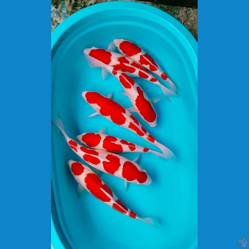 kohaku line akf 5male 2fimale 