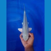 SORAGOI ARAGOKE 31CM (JANTAN) 