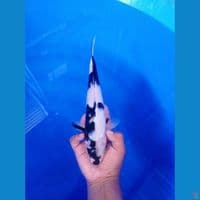 LELANG SINGKAT! 