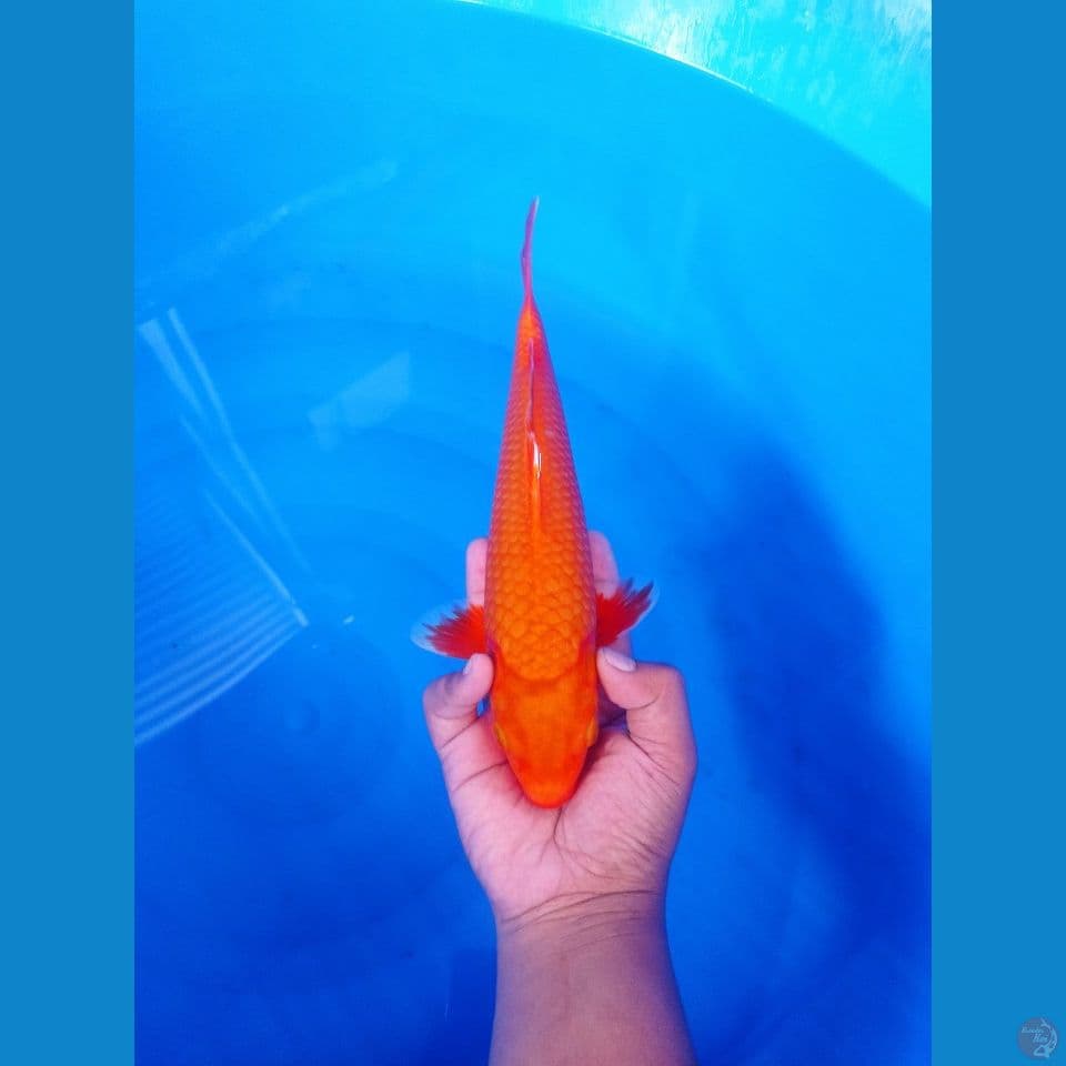 LELANG SINGKAT!
