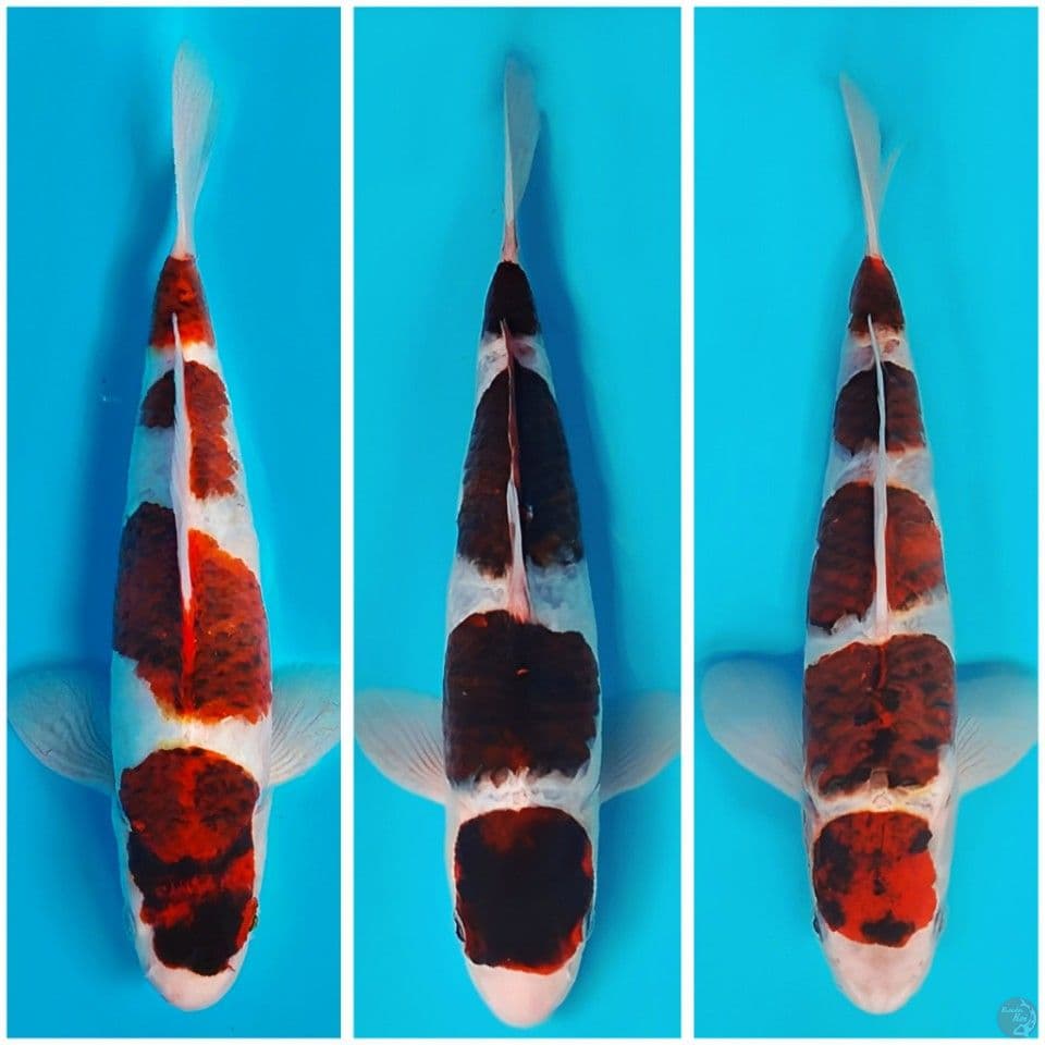 27 30 cm all male