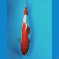 kohaku 43cm