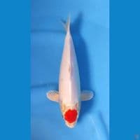 TANCHO KOHAKU ORIGINAL 28CM 