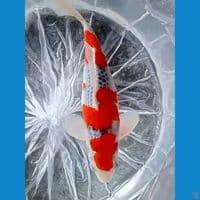 GOSIKI RACING 31 CM 