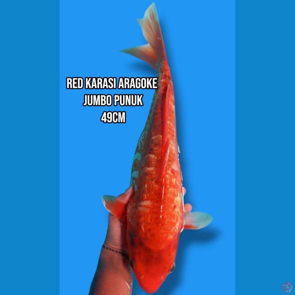
3.Red Karasi Aragoke Jumbo Punuk