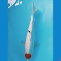 Tancho 38cm(cut basah)